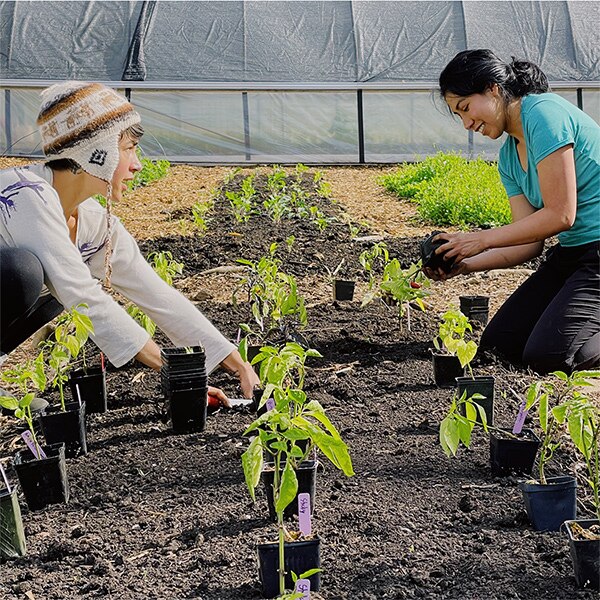 Two individuals kneeling amid seedlings in front of a frame greenhouse