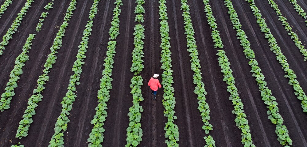 <p>How companies in the agribusiness sector can mitigate cybercrime and fraud</p>
