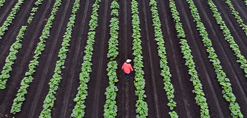 How companies in the agribusiness sector can mitigate cybercrime and fraud