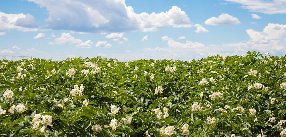 <p>Allied Potato success story</p>
