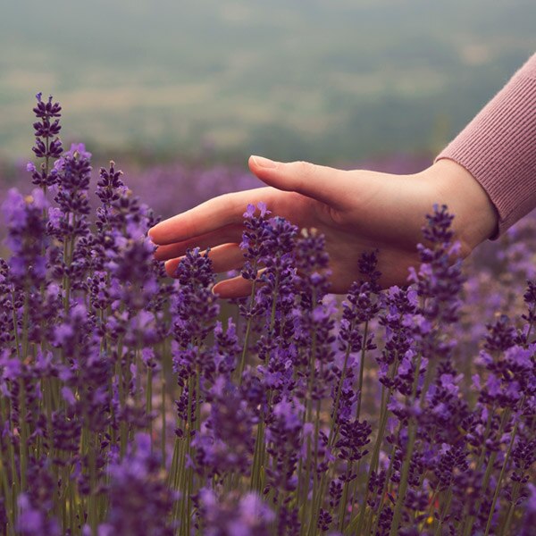 Woman touching lilacs in a field