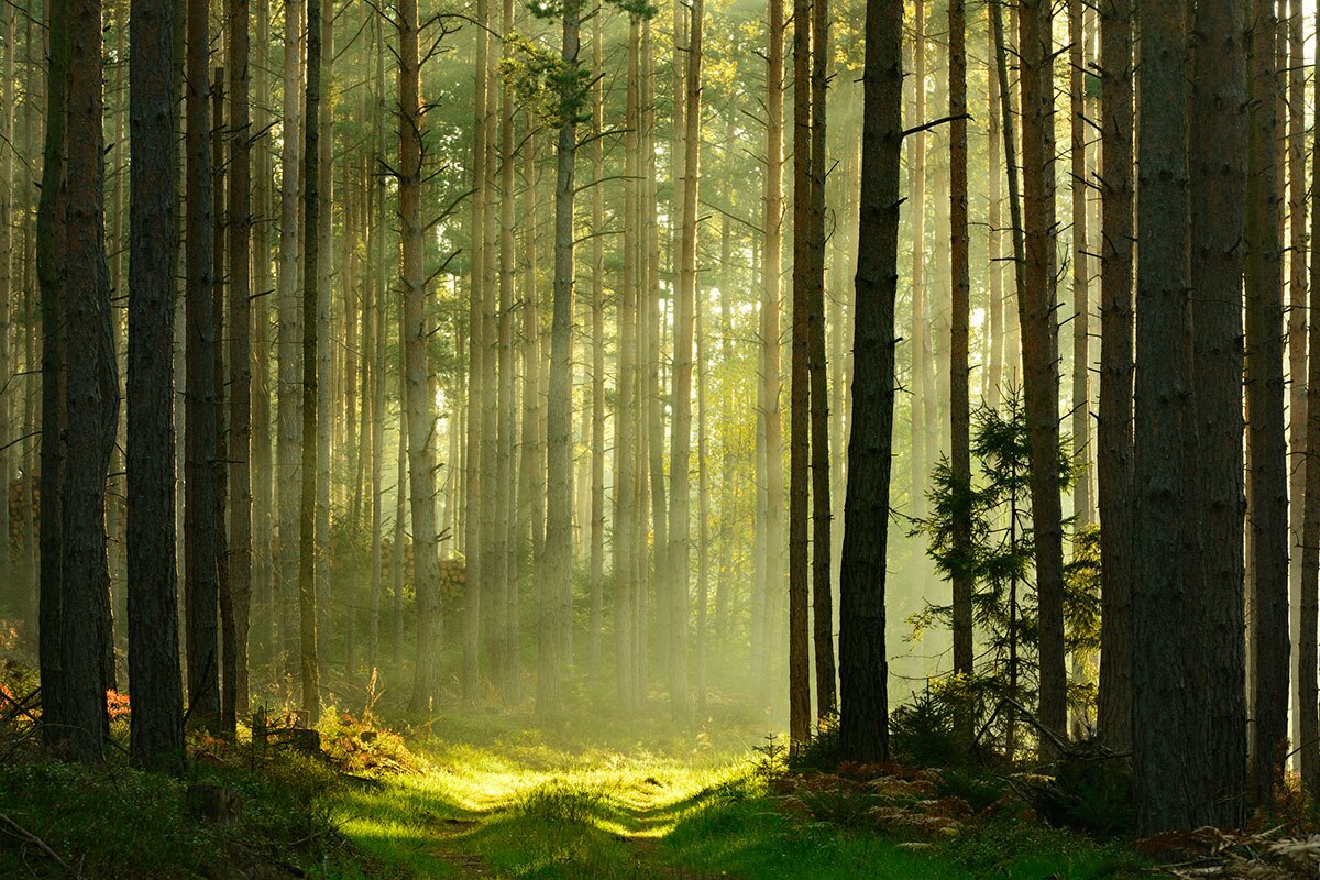 Sunlight streaming through tree trunks in a forest